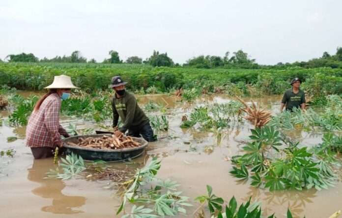 ขุดมัน1