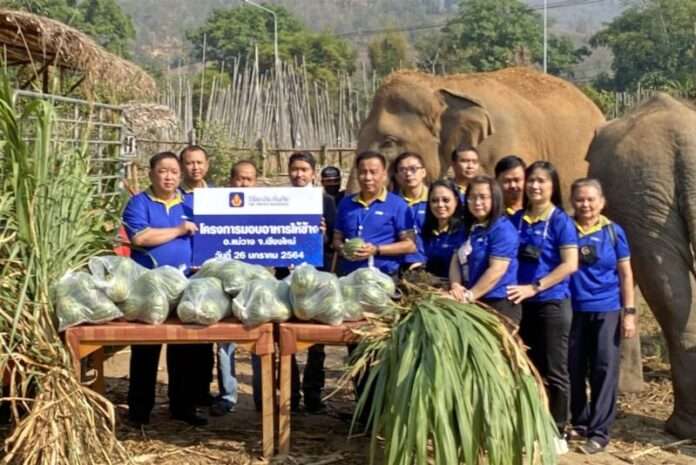 สนับสนุนปางช้าง 1 (Large)