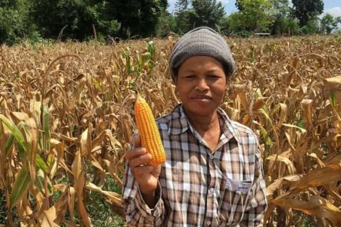 Corn 1.