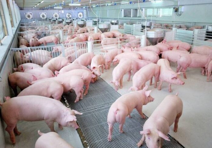 ฟาร์มหมู CPF