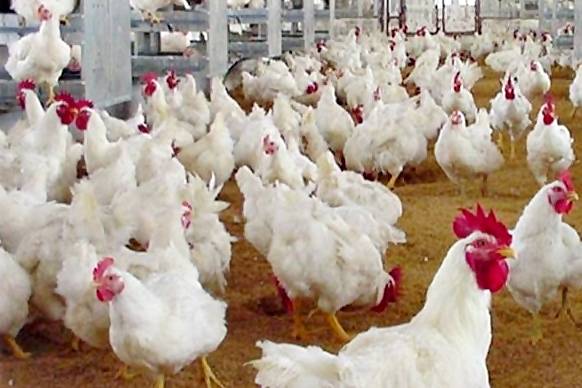broiler