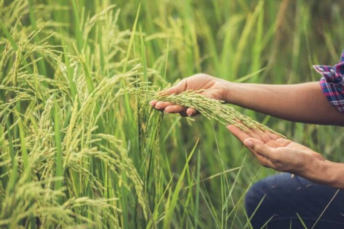 farmer-holds-rice-hand