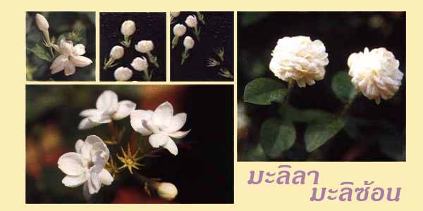มะลิลา-