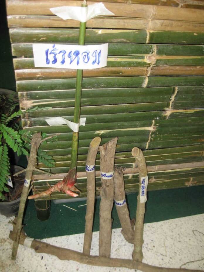 เร่วหอม-1
