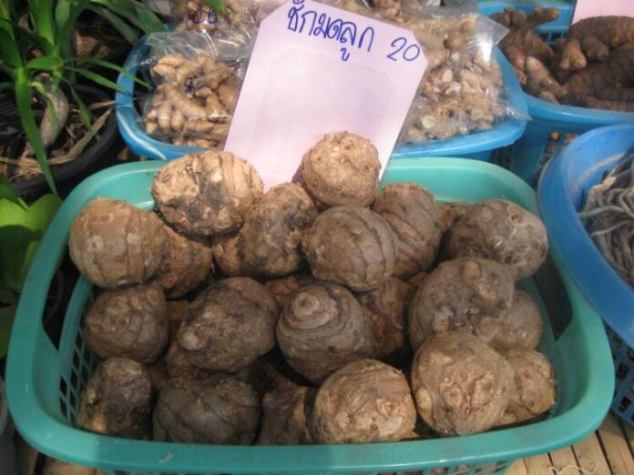 ว่านชักมดลูก-2
