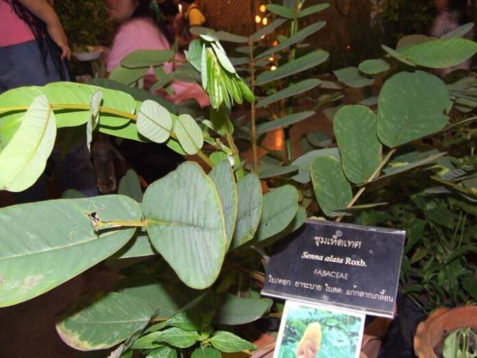ชุมเห็ดเทศ-01