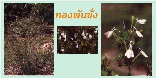 ทองพันชั่ง