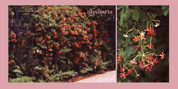 เล็บมือนาง