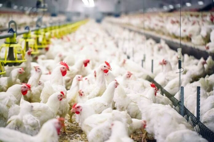 bg-broilers-By-David-Tadevosian