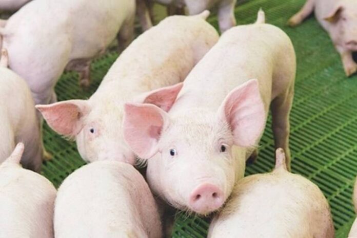 1Pig