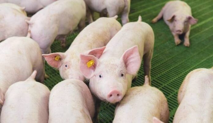1Pig