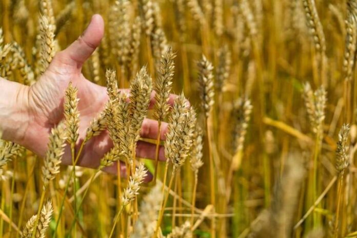 wheat3