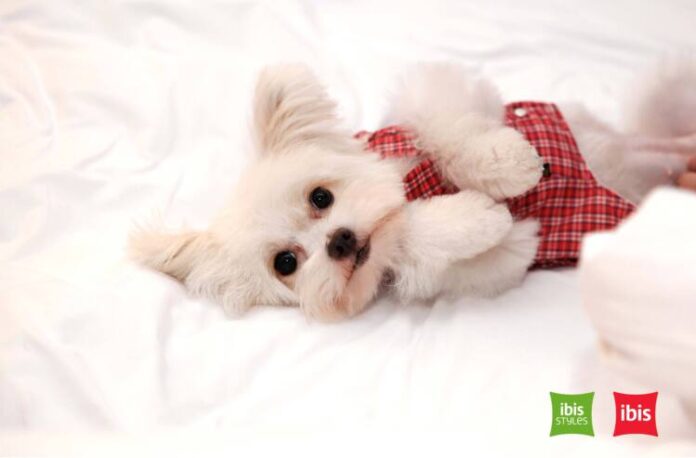 ibis-Pet Friendly Hotel-1