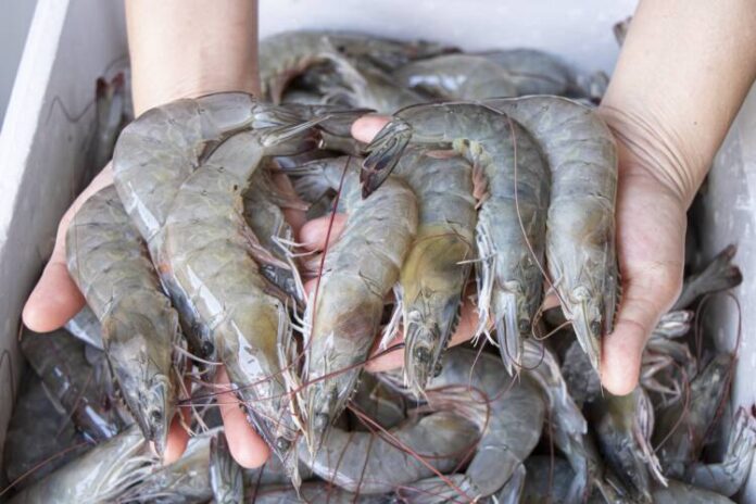 close-up-hand-holding-fresh-white-shrimp