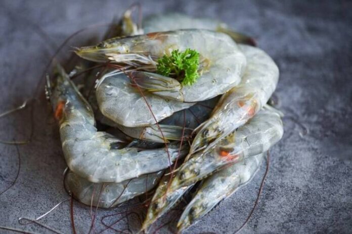 shrimp farming 6