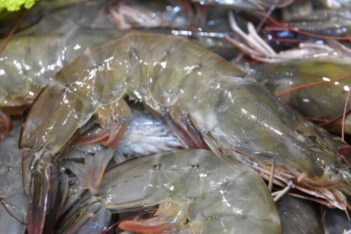 shrimp1_0