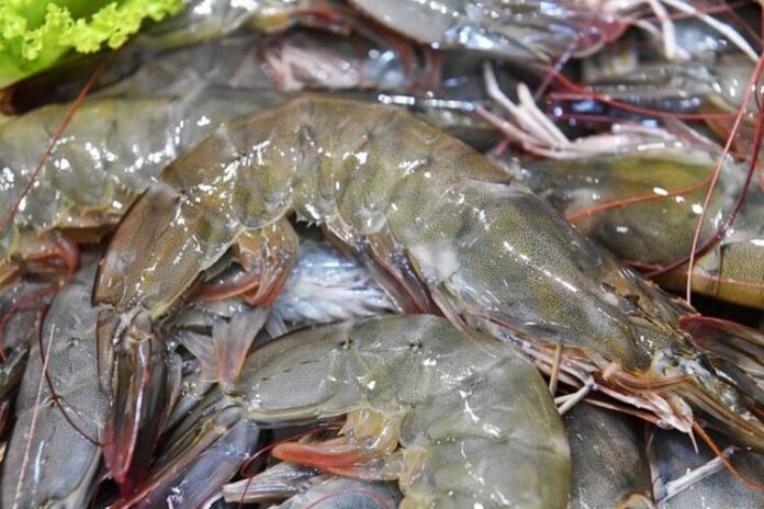 shrimp2
