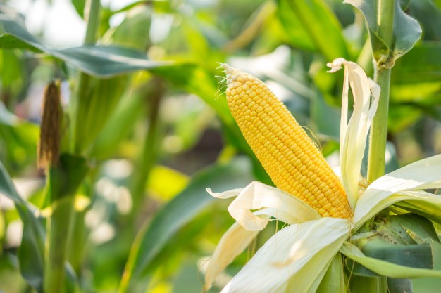 cornfield3