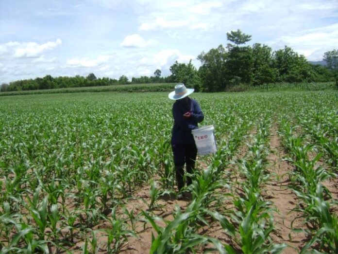Corn 11