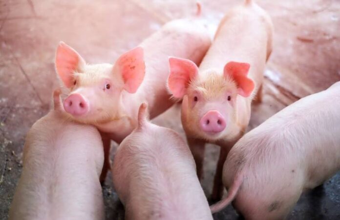 small-piglet-farm-group-mammal-waiting-feed