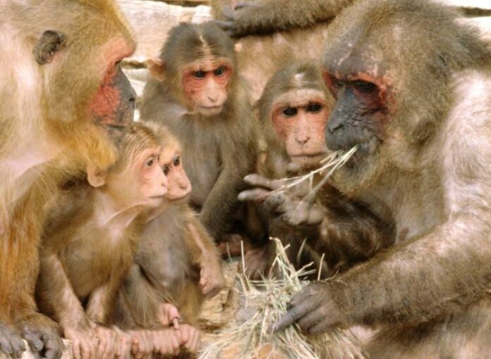 Macaca_arctoides (1)_0