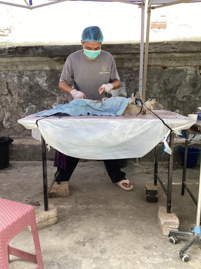 Continue Urgent Animal Relief Efforts in Mandalay After Earthquake (6)