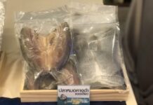 ปลาหมอคางดำ…เป็นพระเอกหรือผู้ร้าย!! ฟังเสียงสะท้อนจากนักวิชาการ พร้อมทางออกเมื่อสัตว์ต่างถิ่นมีมากมายในไทย