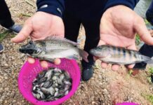 ลักลอบนำเข้าปลาต่างถิ่น ปัญหาหลักกระทบระบบนิเวศ นักวิชาการแนะรัฐแก้ที่ต้นทาง