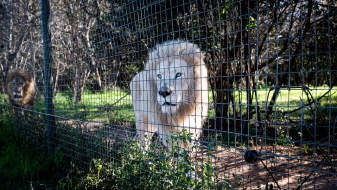 ภาพข่าว-ข่าว WAP-Blood Lions โพลนานาชาติชี้ นักท่องเที่ยวร้อยละ 70 อาจเลี่ยงแอฟริกาใต้_เครดิตภาพ Blood Lions (4)