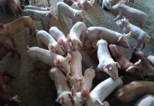 หมูหน้าฟาร์มปรับราคาเพิ่มขึ้น4บาท/ก.ก.ผู้เลี้ยงสุกรทนไม่ไหวต้นทุนอาหารสัตว์ปรับตัวสูงขึ้น เผยราคาข้าวโพดเลี้ยงสัตว์ล่าสุดแตะ13.20 บาท/ก.ก.