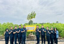 “กรมวิชาการเกษตร” ชงงบ 6.5 พันล้าน ชู 8 นวัตกรรมปราบใบด่าง พร้อมเปิดตัวมันสำปะหลังพันธุ์ใหม่ “กวก.ระยอง 19”