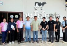 เส้นทาง “นมโคกก่อ”: จากหยาดเหงื่อเกษตรกร สู่นมโคคุณภาพคู่เมืองตักศิลา