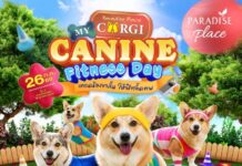 พาราไดซ์ เพลส ชวนแก๊งคอร์กี้ขาสั้นเข้าคลาสอัปความฟิต ในงาน “My Corgi Canine Fitness Day”