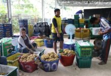 อุตรดิตถ์ส่งออกลองกองคุณภาพ 5.4 ตัน ลุยตลาดร้อยเอ็ด ผ่านเครือข่าย CDC อุ้มราคาให้เกษตรกร
