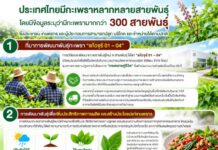เคลียร์ชัด! ไทยมีกะเพรากว่า 300 สายพันธุ์ ยืนยันเกษตรกร-ผู้ประกอบการ ปลูก บริโภค และค้าขายได้ตามปกติ