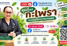 เคลียร์กันให้รู้ชัด กรมวิชาการเกษตร ชวนคุยเรื่อง “กะเพรา”