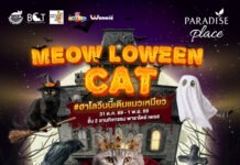 ทาสแมวห้ามพลาด! พาราไดซ์ เพลส ต้อนรับฮาโลวีน จัดประกวดแมวนานาชาติ “MEOW LOWEEN CAT”